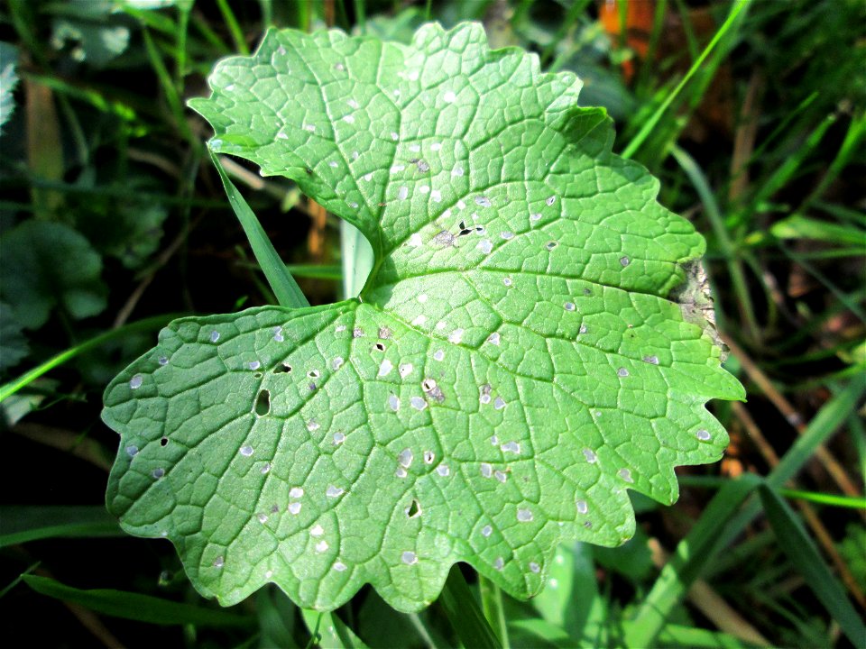Grundblätter der Knoblauchsrauke (Alliaria petiolata) in waldartiger Umgebung am Hauptfriedhof in Alt-Saarbrücken