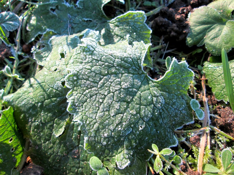 Rauhreif auf Grundblättern der Knoblauchsrauke (Alliaria petiolata) in Brebach