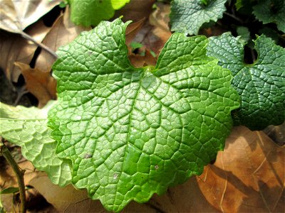 Grundblätter der Knoblauchsrauke (Alliaria petiolata) an der Saar in Saarbrücken