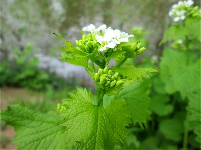 Knoblauchsrauke (Alliaria petiolata) an der Saar in Saarbrücken