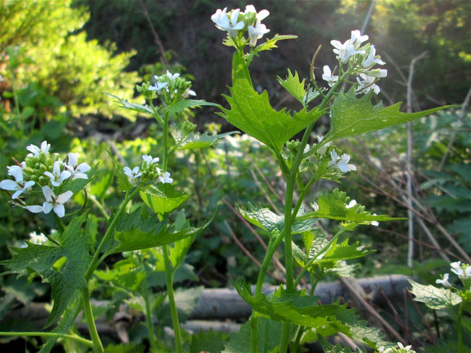Knoblauchsrauke (Alliaria petiolata) am Saarbach in Brebach
