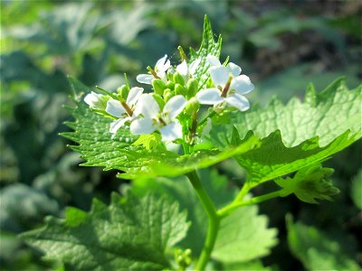 Knoblauchsrauke (Alliaria petiolata) am Saarbach in Brebach
