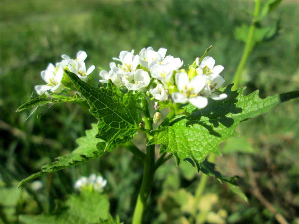 Knoblauchsrauke (Alliaria petiolata) im Güdinger Allmet