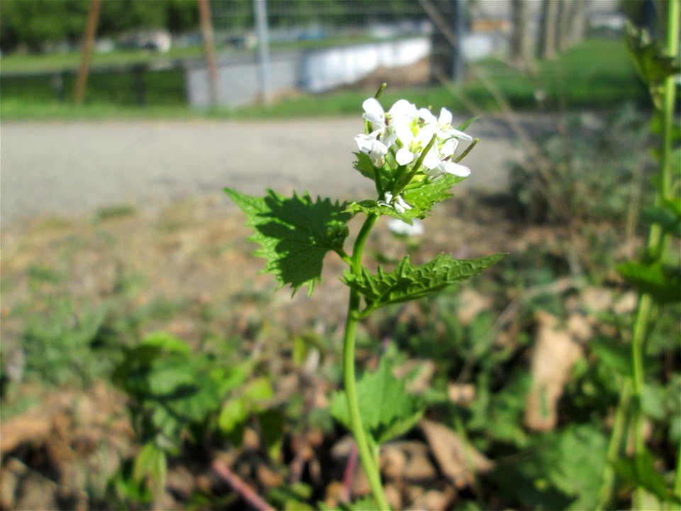 Knoblauchsrauke (Alliaria petiolata) in Brebach