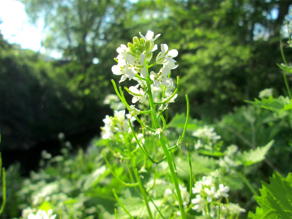 Knoblauchsrauke (Alliaria petiolata) am Saarbach in Brebach