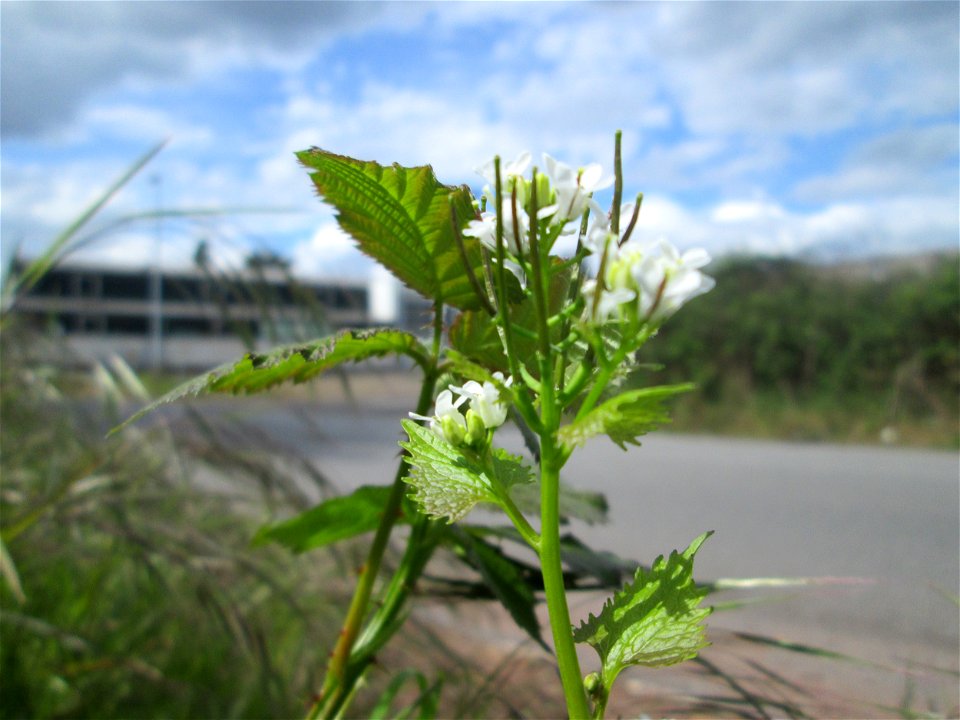 Knoblauchsrauke (Alliaria petiolata) auf einem Parkplatz in Brebach