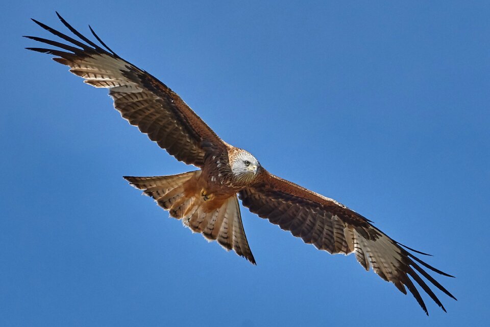 Bird wing bird of prey