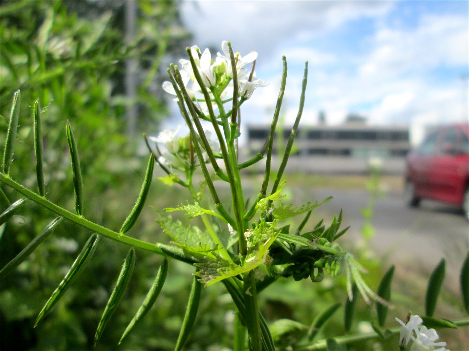 Knoblauchsrauke (Alliaria petiolata) auf einem Parkplatz in Brebach