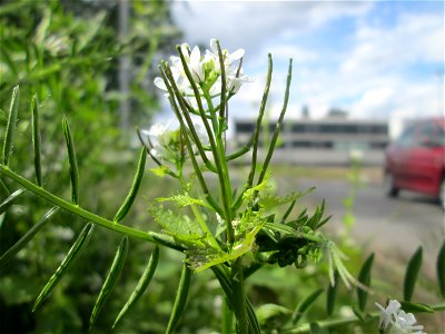 Knoblauchsrauke (Alliaria petiolata) auf einem Parkplatz in Brebach photo