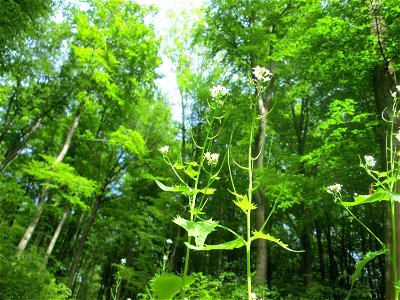 Knoblauchsrauke (Alliaria petiolata) im Wald oberhalb von Fechingen