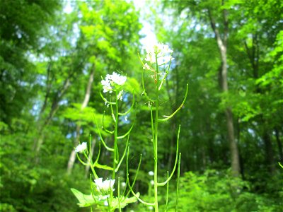 Knoblauchsrauke (Alliaria petiolata) im Wald oberhalb von Fechingen photo