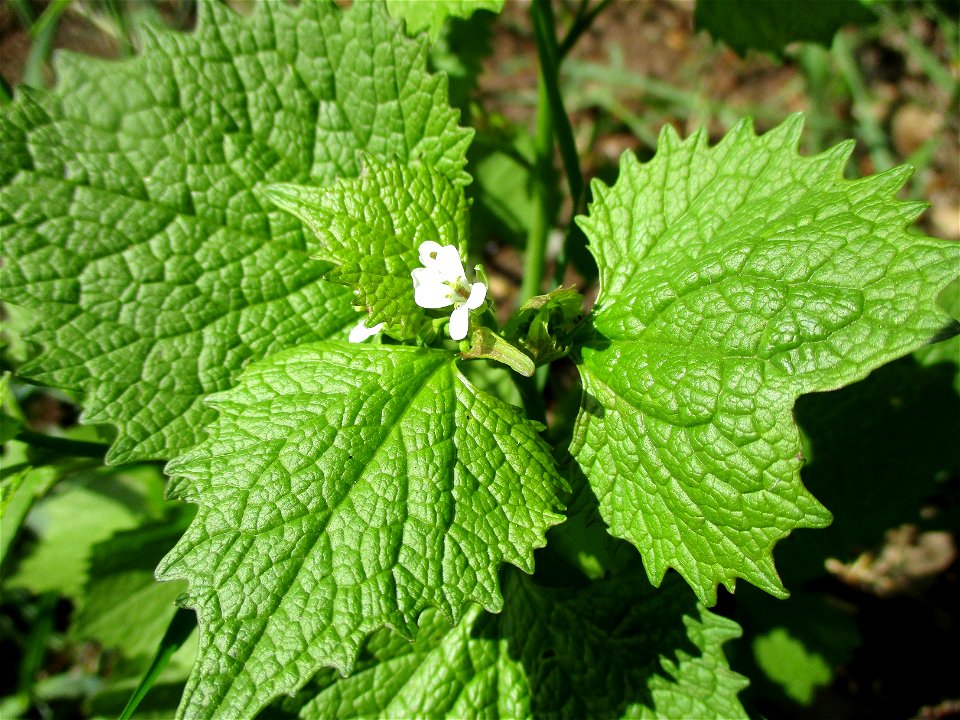 Knoblauchsrauke (Alliaria petiolata) im Almet in Sankt Arnual