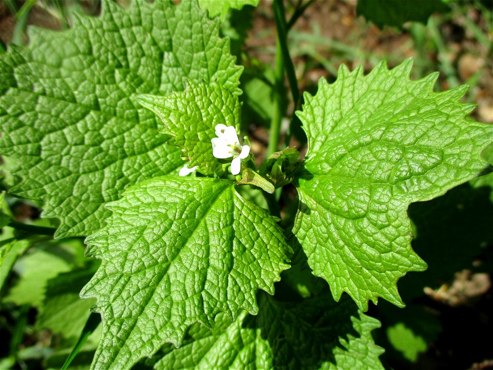 Knoblauchsrauke (Alliaria petiolata) im Almet in Sankt Arnual photo