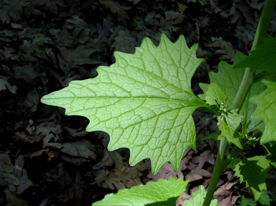 Hoja de Alliaria petiolata, Bosque de la Herrería, El Escorial, Madrid, España.