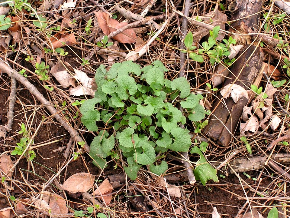 Alliaria petiolate, young plant photo