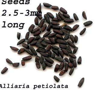 Alliaria petiolata seeds photo