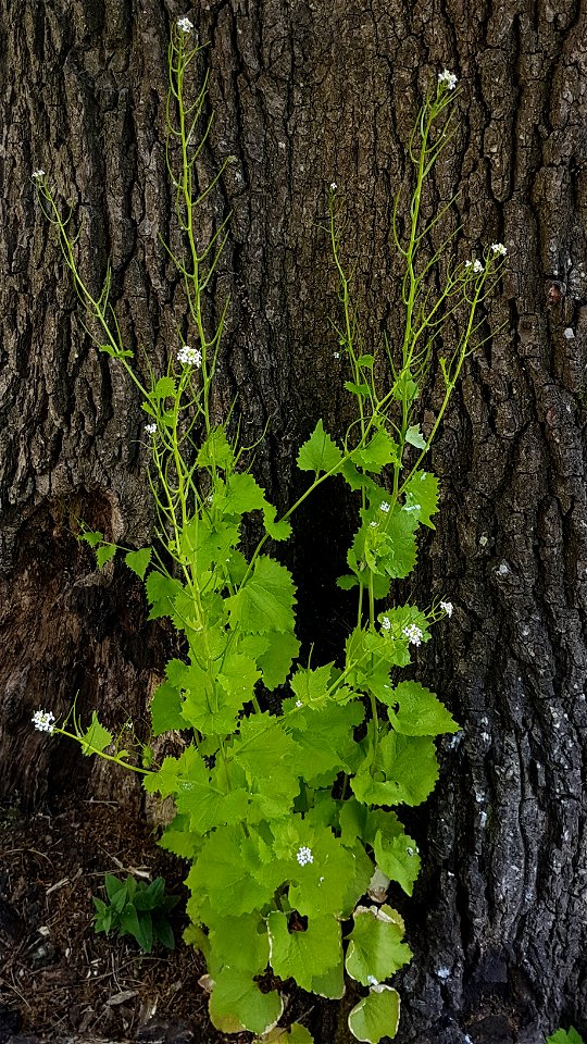 Garlic mustard flowers, stem and leaves in front of oak tree stem