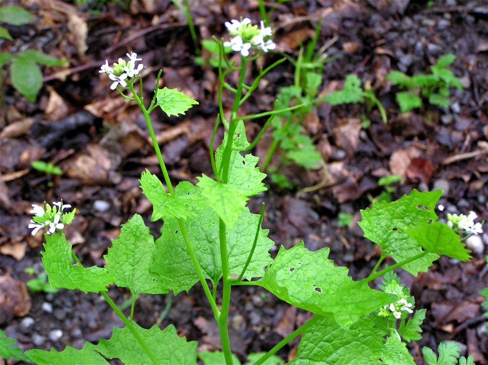 Knoblauchsrauke, auch Gemeines Lauchkraut (Alliaria petiolata), 15.05.2005, Hohberg, 76327 Pfinztal, Ortsteil Wöschbach