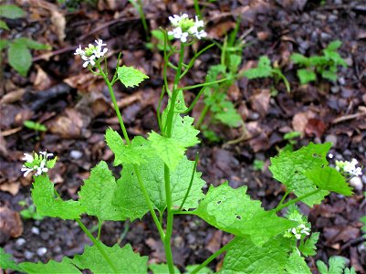 Knoblauchsrauke, auch Gemeines Lauchkraut (Alliaria petiolata), 15.05.2005, Hohberg, 76327 Pfinztal, Ortsteil Wöschbach