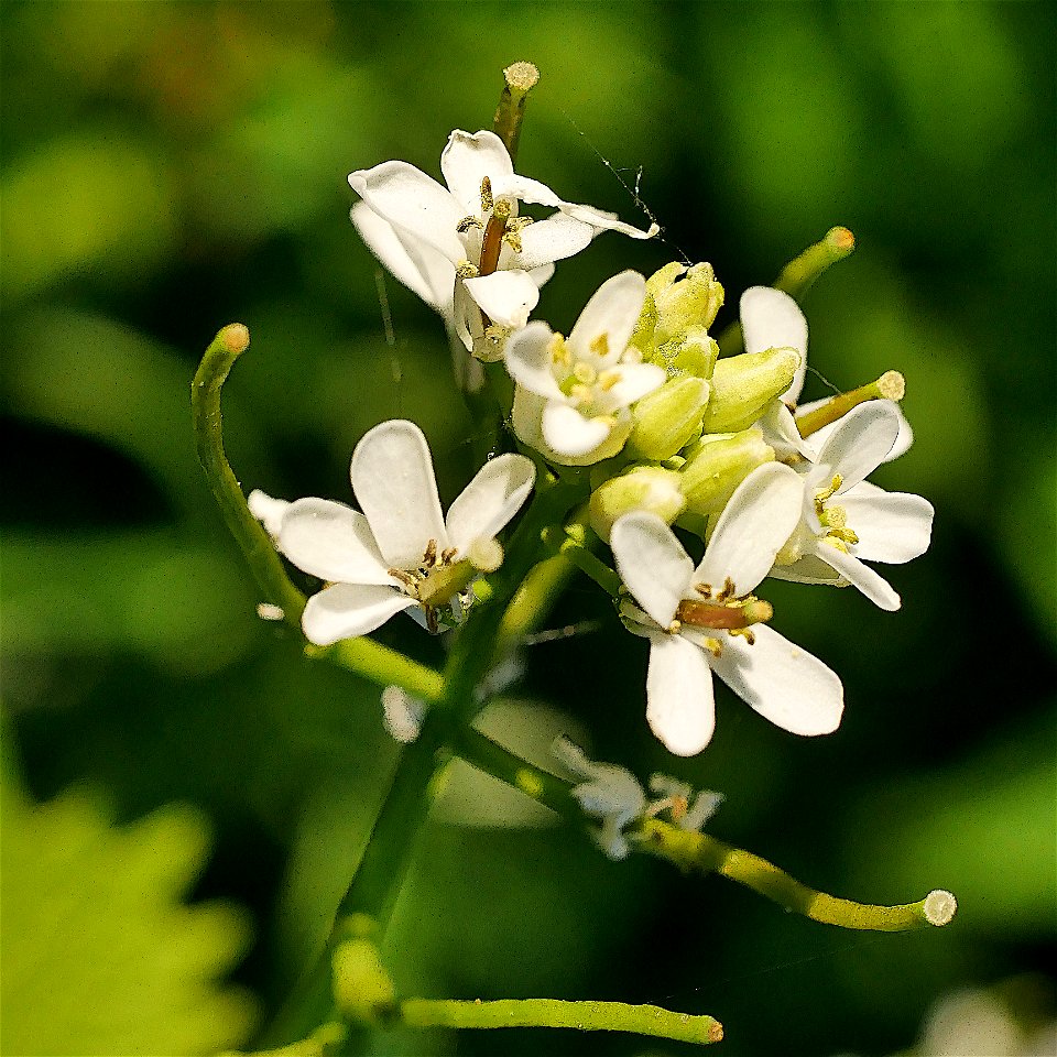 Koblauchsrauke (Alliaria petiolata) im Freilichtmuseum Roscheider Hof. Standort an der Hecke der Teerstraße rechts kurz hinter der Einmündung des vom Besucherzentrum kommenden Wegs. Ganze Pflanze