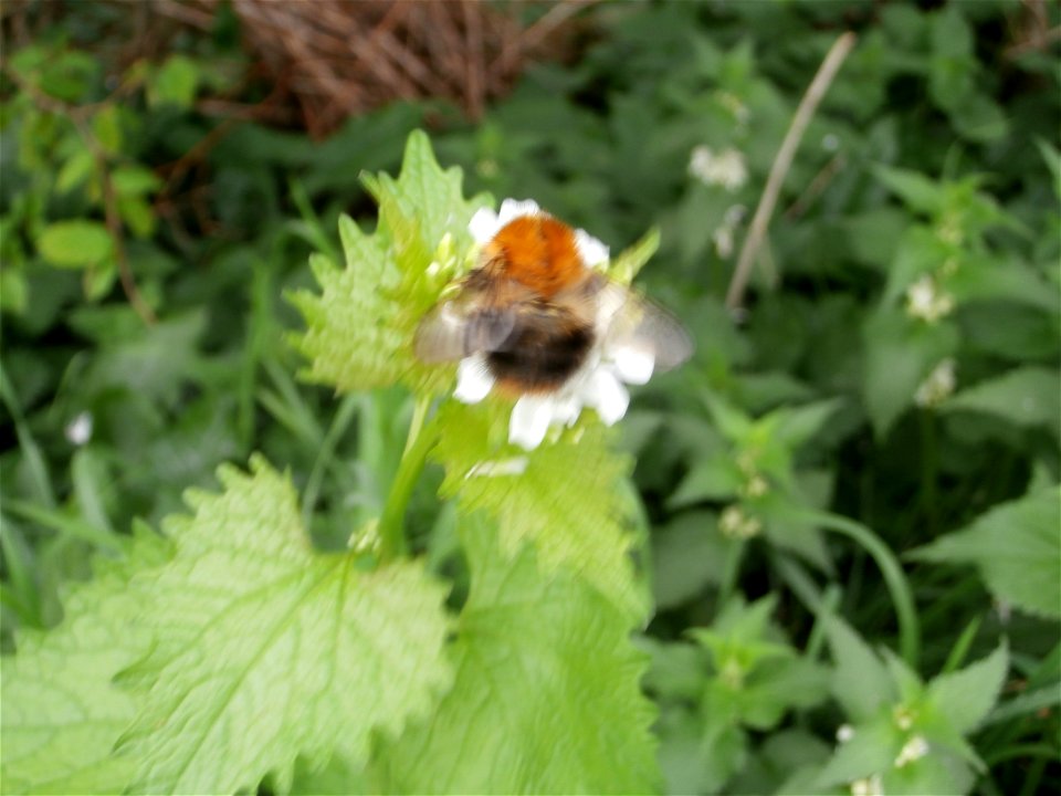 Bombus on a Alliaria petiolata white deadnettle in germany / April 2014