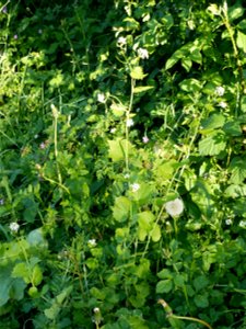 Koblauchsrauke (Alliaria petiolata) - Acker-Schmalwand im Freilichtmuseum Roscheider Hof. Standort an der Hecke der Teerstraße rechts kurz hinter der Einmündung des vom Besucherzentrum kommenden Wegs.