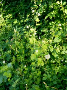 Koblauchsrauke (Alliaria petiolata) - Acker-Schmalwand im Freilichtmuseum Roscheider Hof. Standort an der Hecke der Teerstraße rechts kurz hinter der Einmündung des vom Besucherzentrum kommenden Wegs. photo