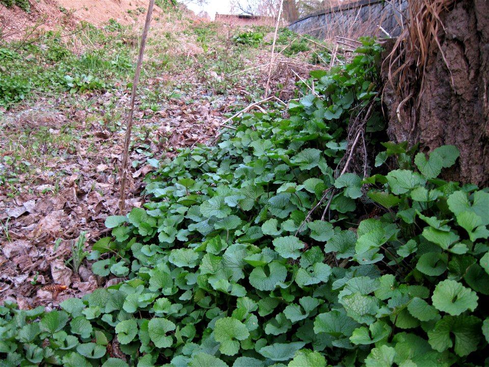 Triebe der Knoblauchsrauke, vor der Blüte, im Monat April