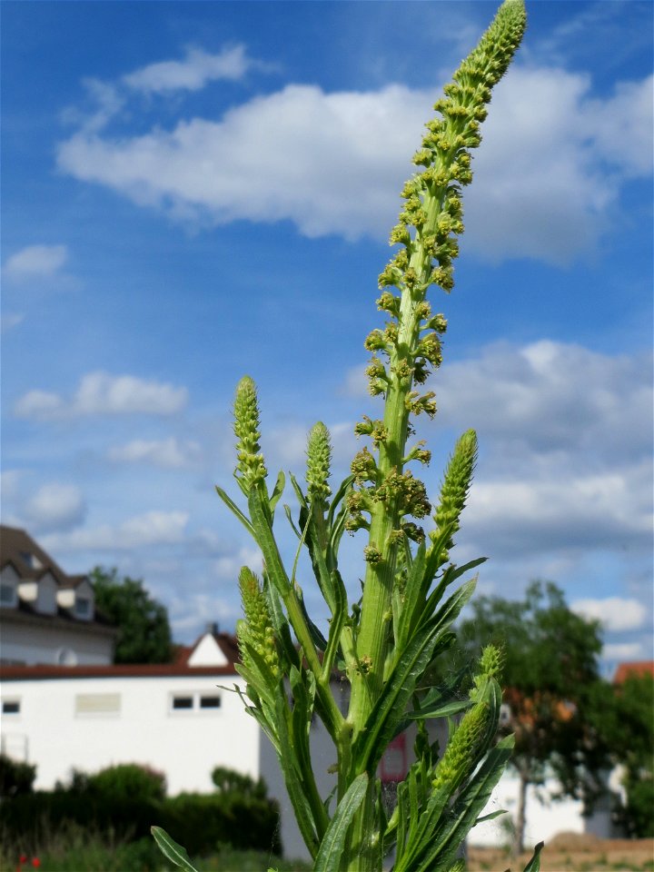 Färber-Wau (Reseda luteola) auf einem Sandhügel einer Baustelle in Hockenheim