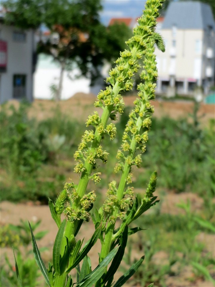 Färber-Wau (Reseda luteola) auf einem Sandhügel einer Baustelle in Hockenheim