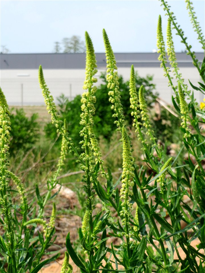 Färber-Wau (Reseda luteola) auf einem Schuttplatz bei Neulußheim (Gemarkung Altlußheim)