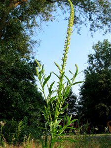 Färber-Wau (Reseda luteola) in Hockenheim