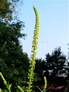 Färber-Wau (Reseda luteola) in Hockenheim