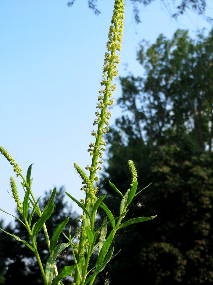 Färber-Wau (Reseda luteola) in Hockenheim