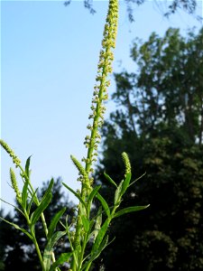Färber-Wau (Reseda luteola) in Hockenheim