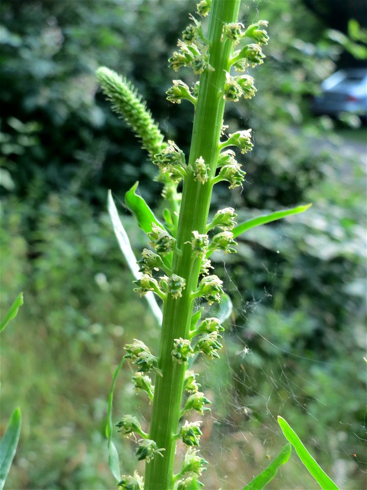 Färber-Wau (Reseda luteola) in Hockenheim
