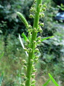 Färber-Wau (Reseda luteola) in Hockenheim