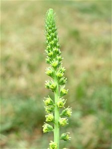 Färber-Wau (Reseda luteola) im Bürgerpark Saarbrücken