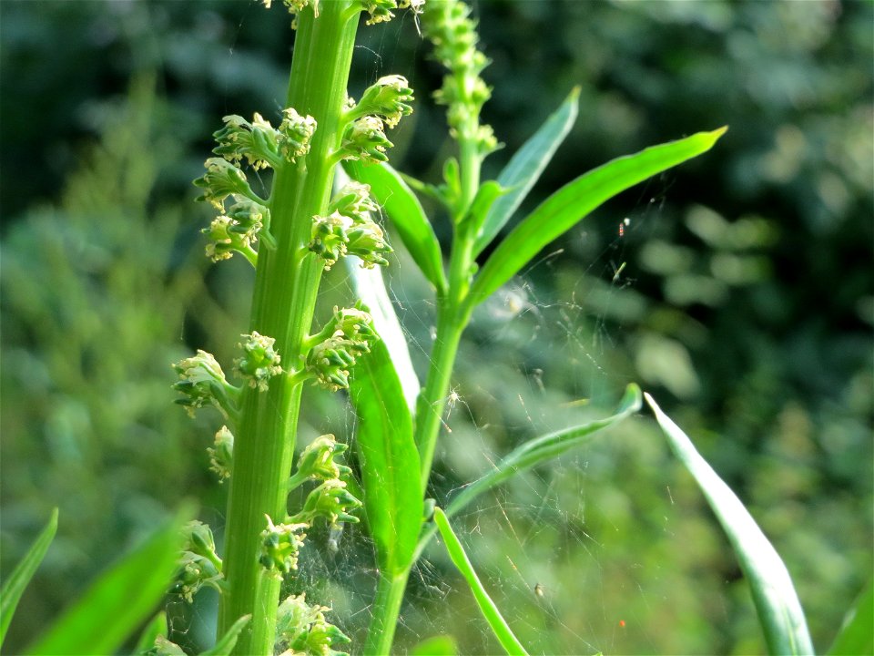 Färber-Wau (Reseda luteola) in Hockenheim