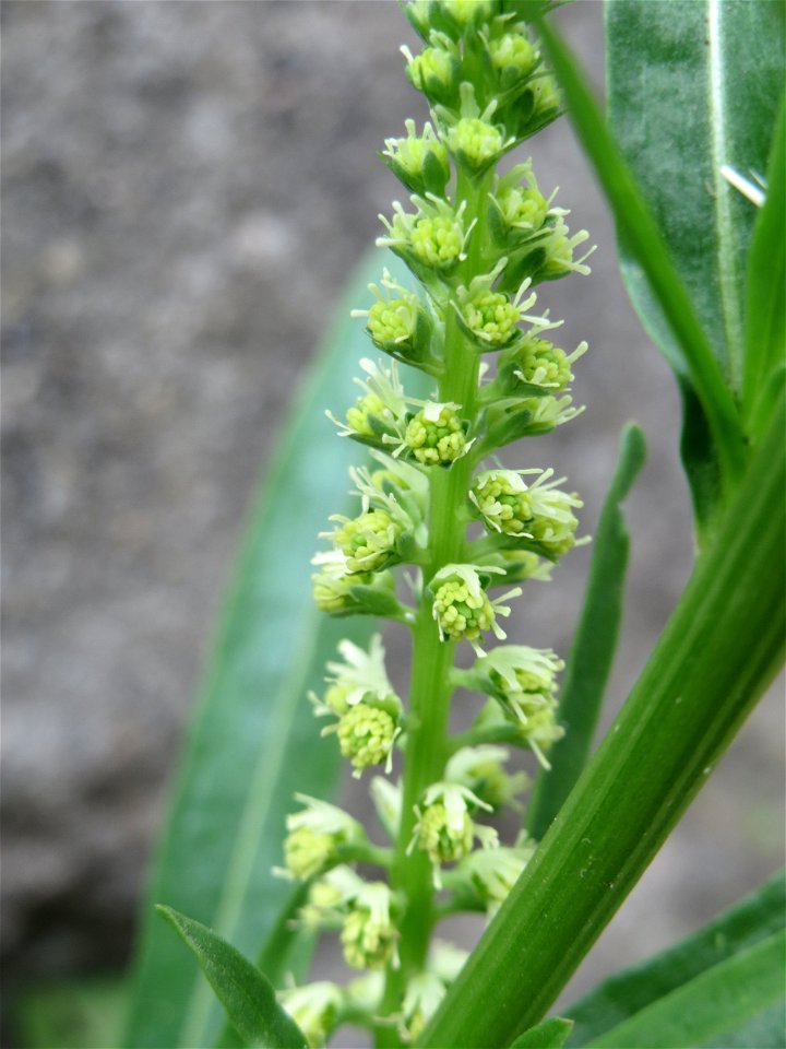 Färber-Wau (Reseda luteola) im Bürgerpark Saarbrücken