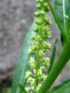 Färber-Wau (Reseda luteola) im Bürgerpark Saarbrücken