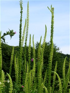 Färber-Wau (Reseda luteola) am Osthafen Saarbrücken