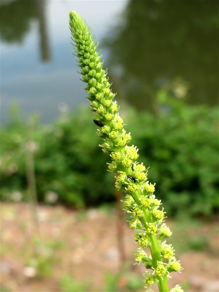 Färber-Wau (Reseda luteola) am Osthafen Saarbrücken