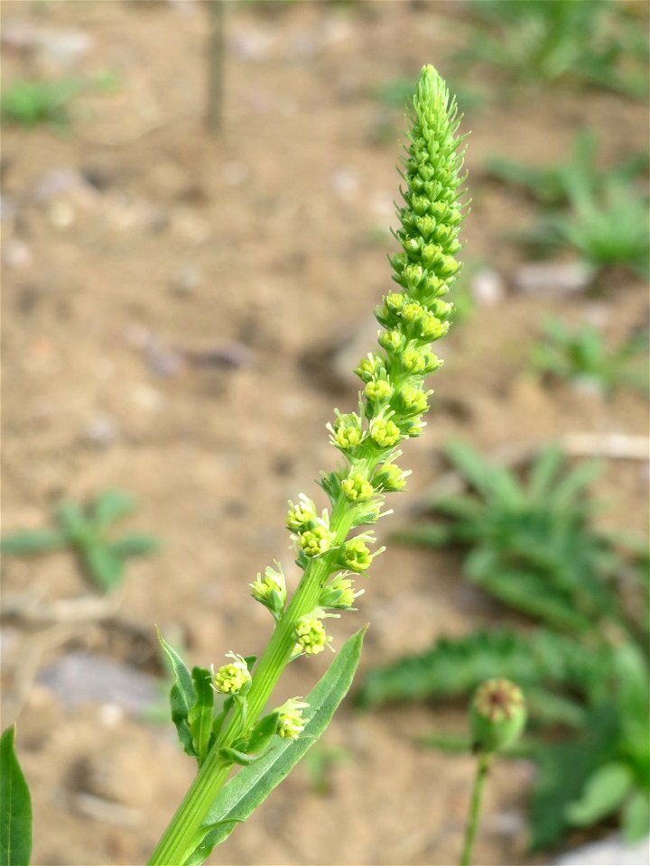 Färber-Wau (Reseda luteola) am Osthafen Saarbrücken