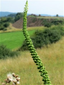 Färber-Wau (Reseda luteola) beim Lavaabbau am Johannisberg bei Schalkenmehren