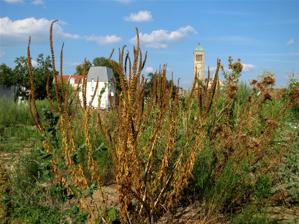 Färber-Wau (Reseda luteola) auf einem Sandhügel einer Baustelle in Hockenheim