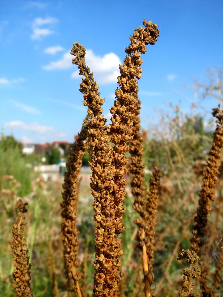 Färber-Wau (Reseda luteola) auf einem Sandhügel einer Baustelle in Hockenheim
