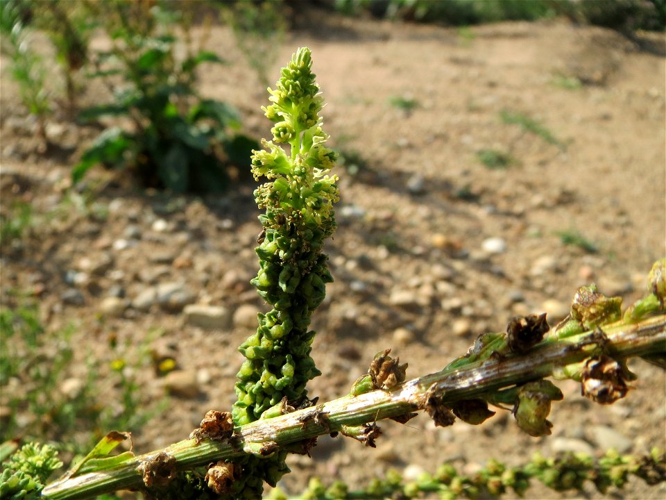 Färber-Wau (Reseda luteola) auf einem Sandhügel einer Baustelle in Hockenheim