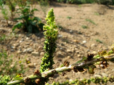 Färber-Wau (Reseda luteola) auf einem Sandhügel einer Baustelle in Hockenheim