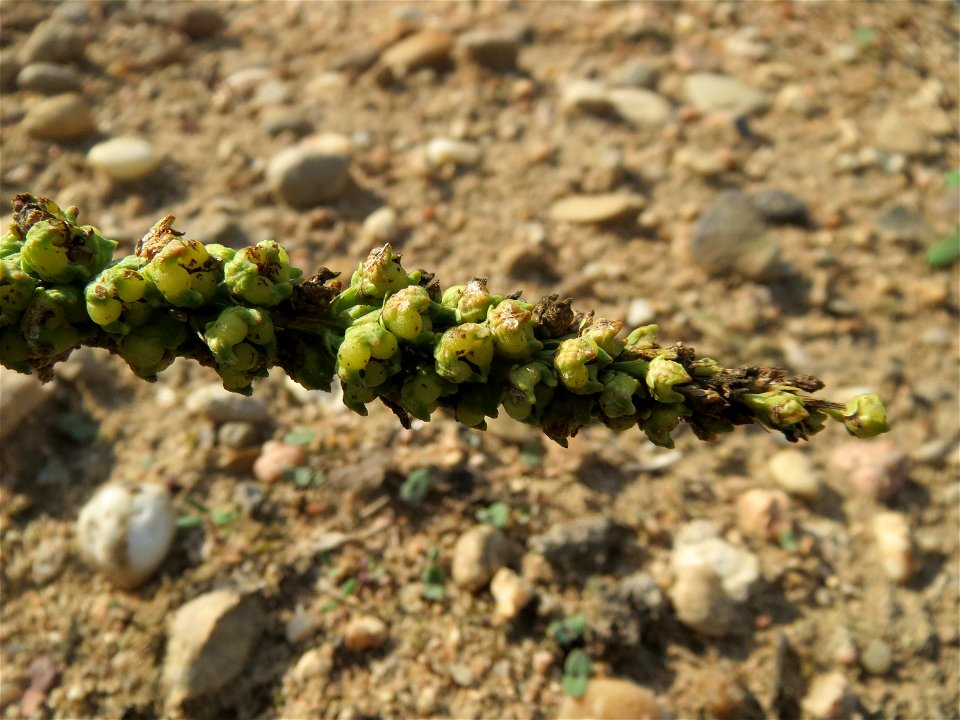 Färber-Wau (Reseda luteola) auf einem Sandhügel einer Baustelle in Hockenheim
